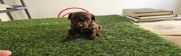 Caniche Mediano perros en venta: Caniche chocolate  - Anuncio 3