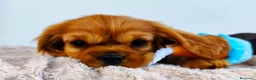 Cavalier King Charles Spaniel perros en venta: Cachorro Cavalier Ruby - Anuncio 2