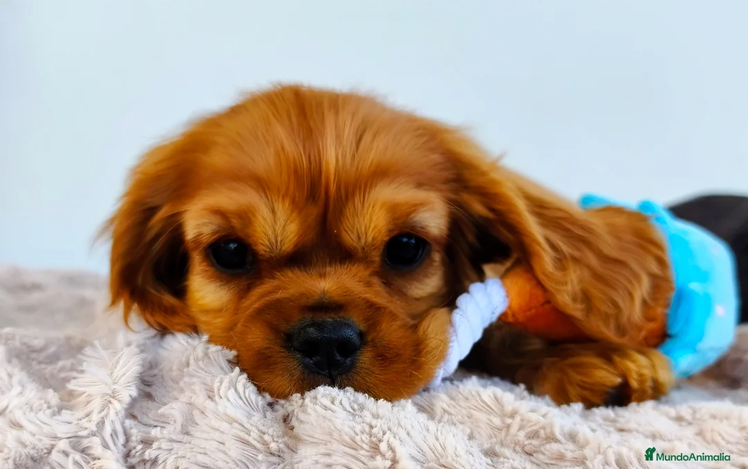 Cavalier King Charles Spaniel perros en venta: Cachorro Cavalier Ruby - Anuncio 2