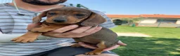 Teckel Miniatura perros en venta: Preciosa hembrita y macho Teckel mini choco Merle  - Anuncio 15