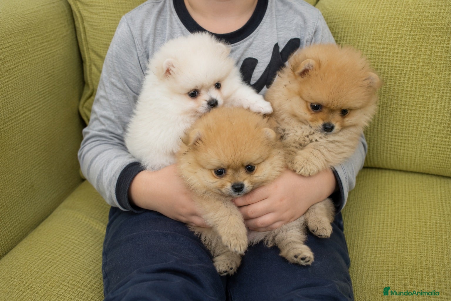 Pomerania perros CACHORROS POMERANIA TOY - MARBELLA  - Anuncio 3