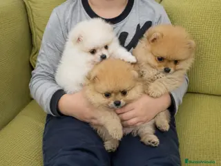 Pomerania perros CACHORROS POMERANIA TOY - MARBELLA - Anuncio 5