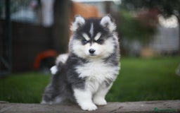 Pomsky perros en venta: Pomsky F4 Toy y minis  - Imagen 18