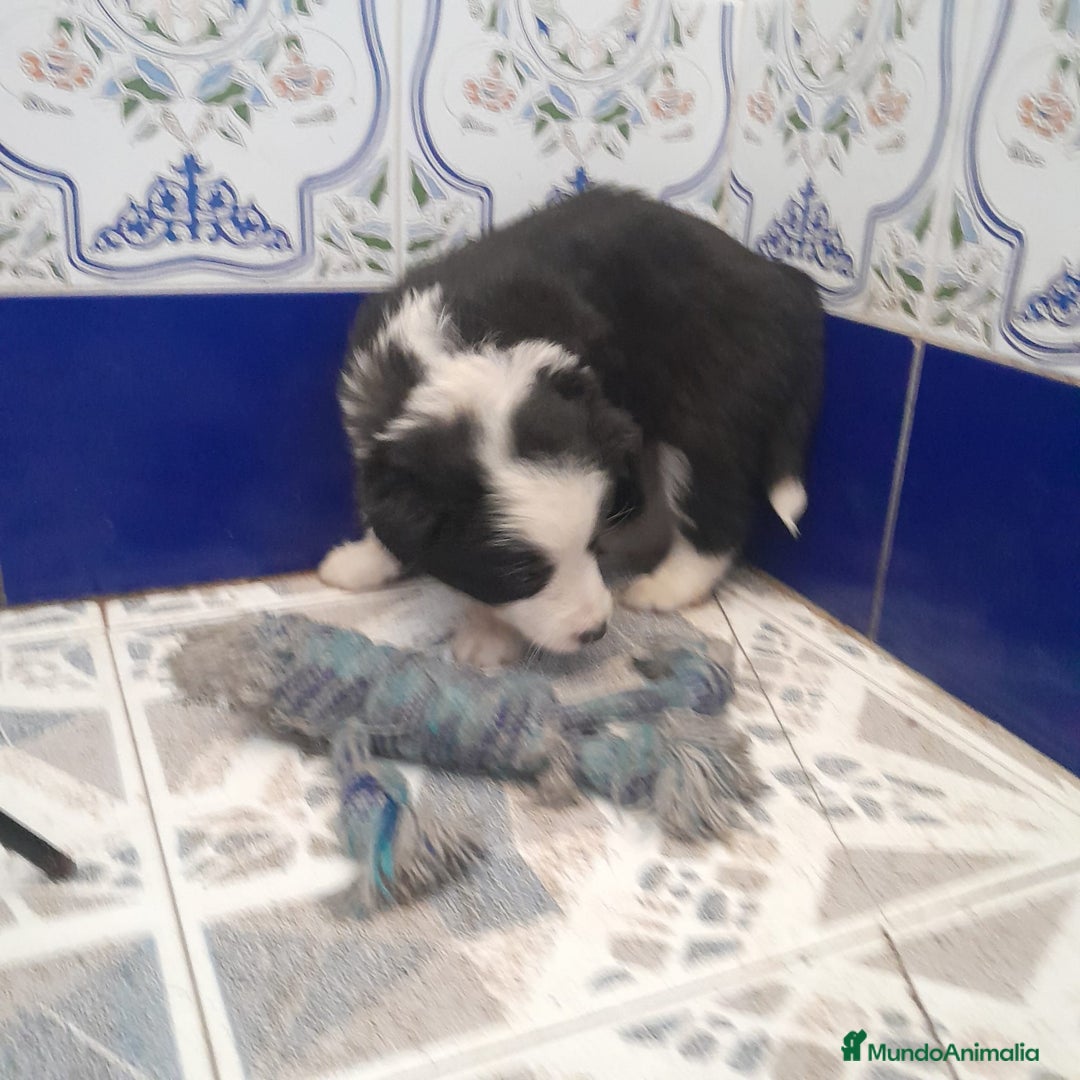Border Collie perros en venta: BORDER COLLIE - Anuncio 13