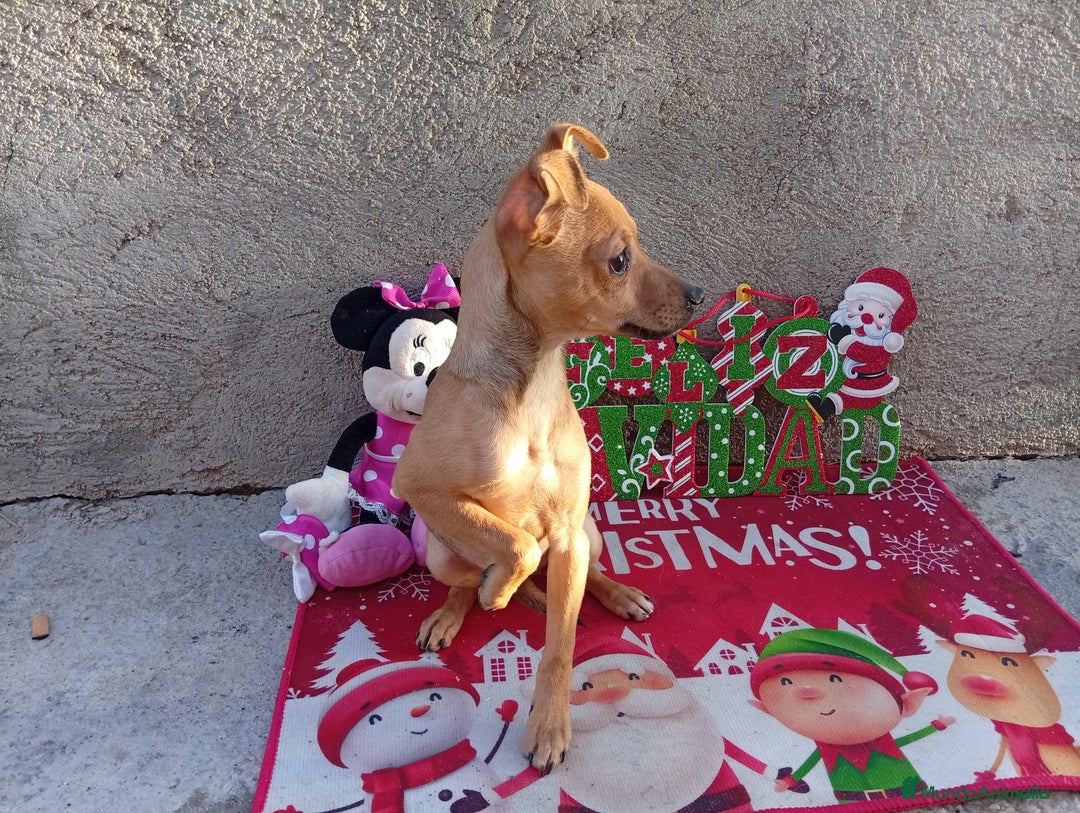 Raza Mixta perros en venta: PRECIOSA PAREJA (LEER BIEN ) - Anuncio 4