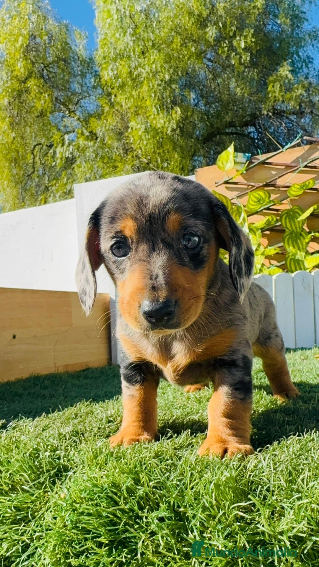 Teckel Miniatura perros en venta: TECKEL ARLEQUIN MINIATURA - Anuncio 13