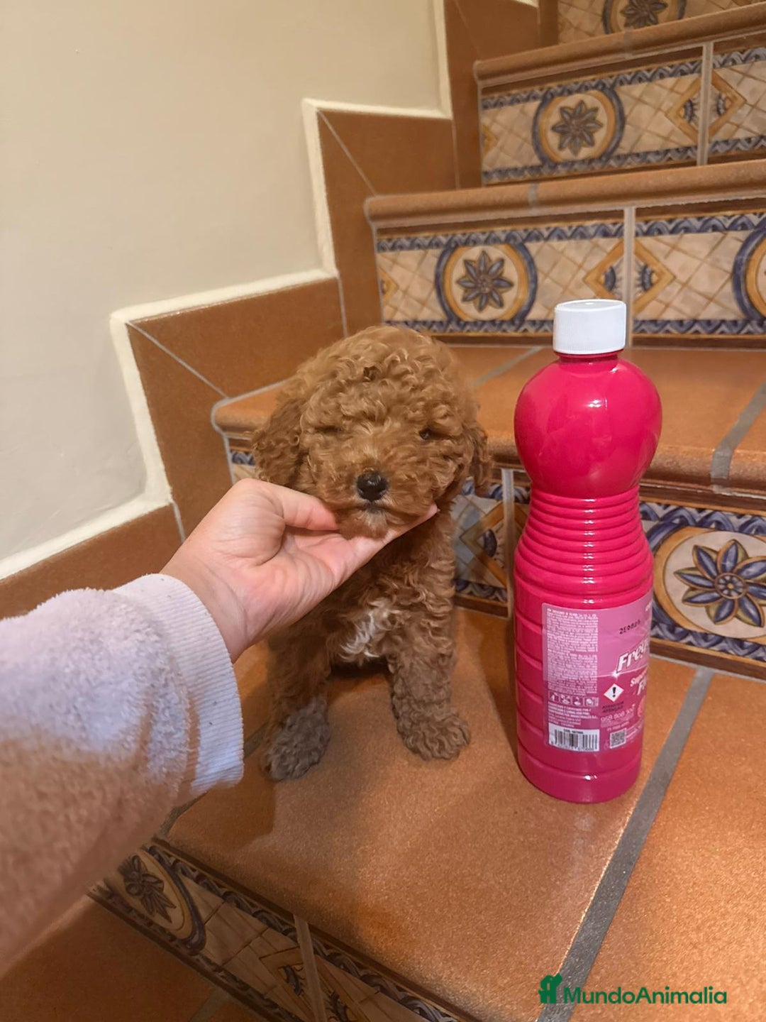 Caniche Toy perros en venta: Caniche toy  - Anuncio 3