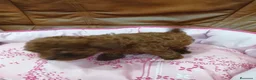 Caniche Toy perros en venta: CANICHE TOY  - Anuncio 5