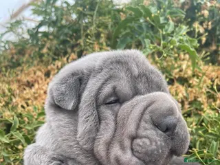 Shar Pei perros BEBES SHAR PEI BLUE en Málaga - Anuncio 40