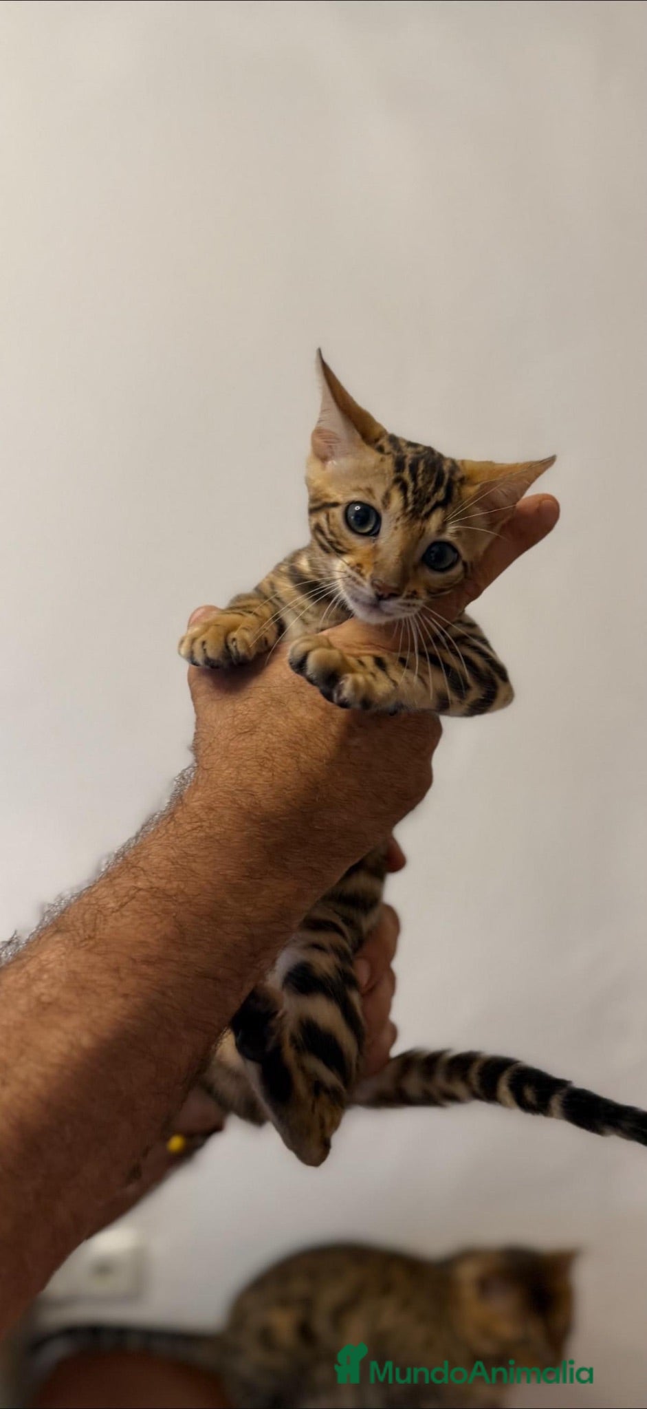 Bengalí gatos Bengalí 641387649 - Anuncio 1