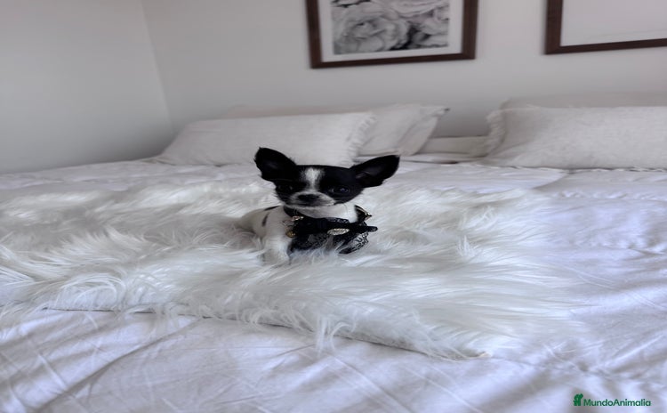 Chihuahua perros en venta - Propaganda 2
