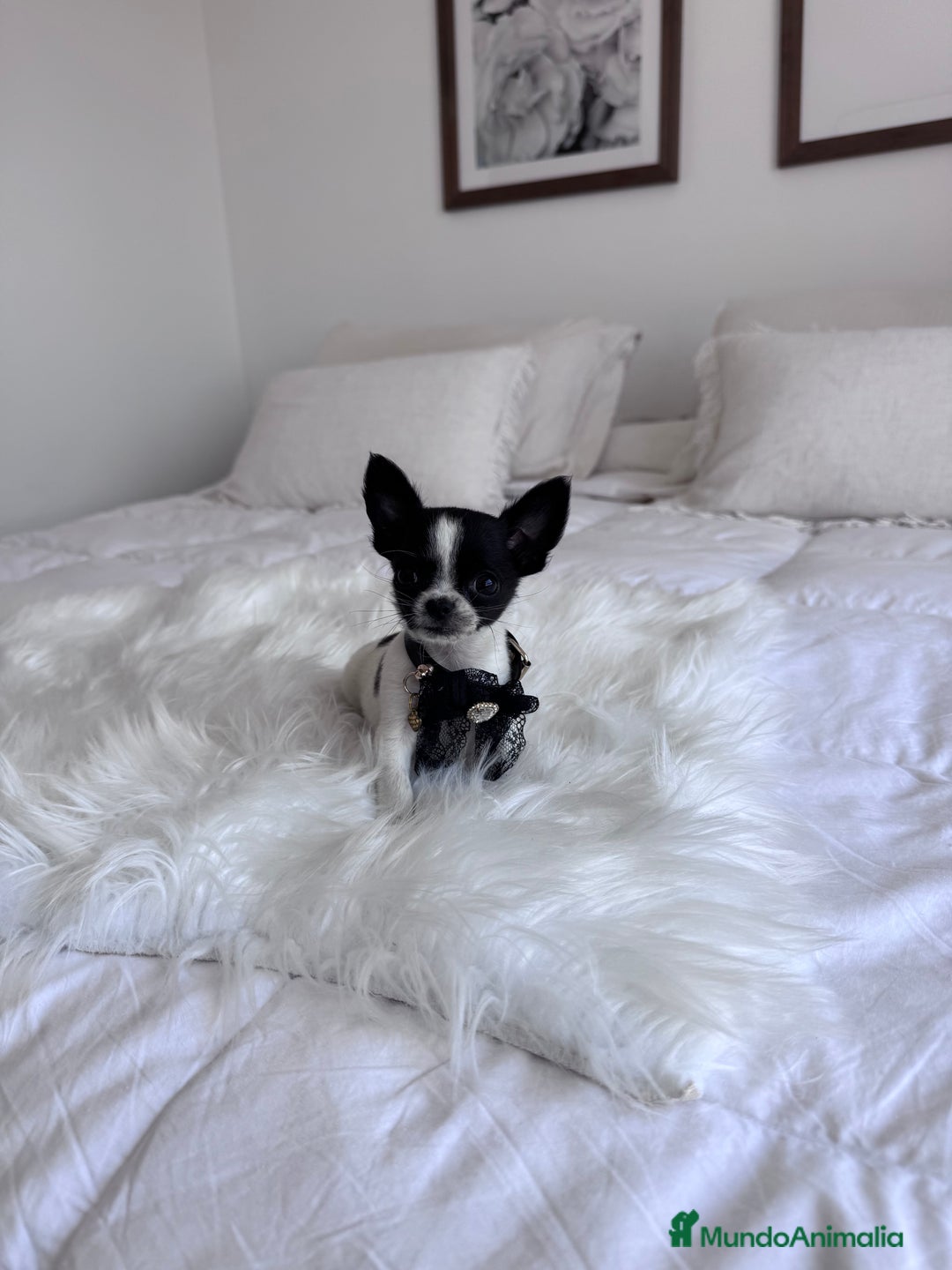 Chihuahua perros en venta: Chihuahua macho - Imagen 1