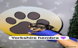 Yorkshire Terrier perros en venta: 🐾YORKSHIRE HAPPYHUELLAS🐾 - Imagen 4