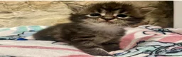 Maine Coon gatos en venta: Rey- Diez cattery  - Anuncio 39