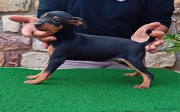 Pinscher Miniatura perros en venta: Pincher de carmargut - Imagen 3
