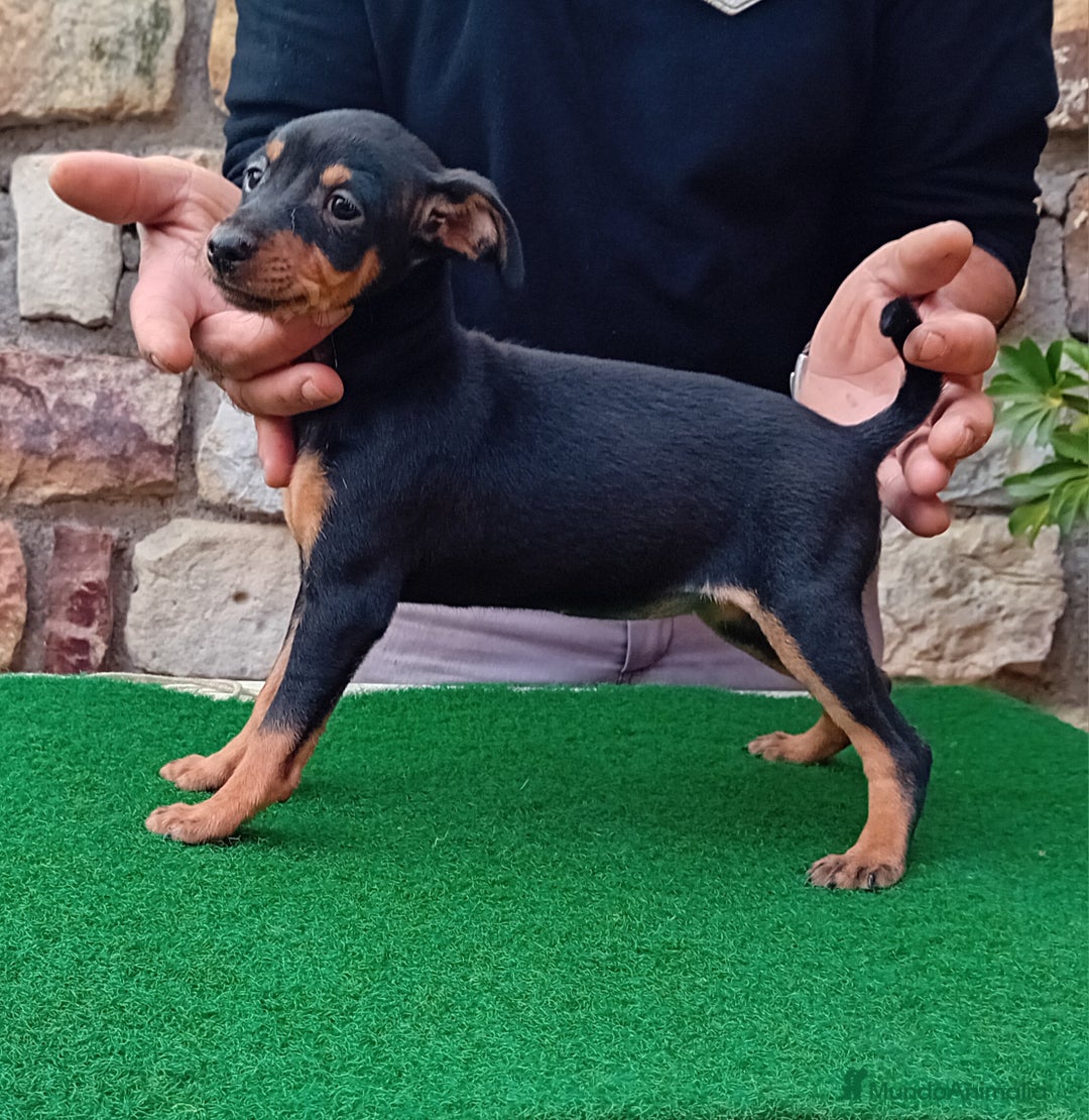 Pinscher Miniatura perros en venta: Pincher de carmargut - Imagen 3