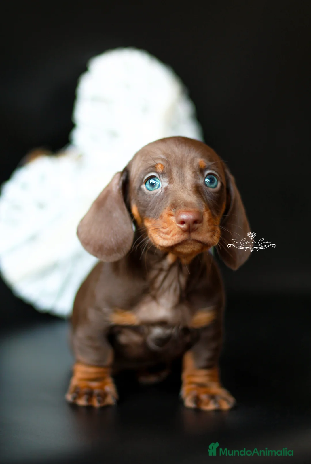 Teckel perros en venta: Teckel chocolate y fuego  en Cantabria - Anuncio 4