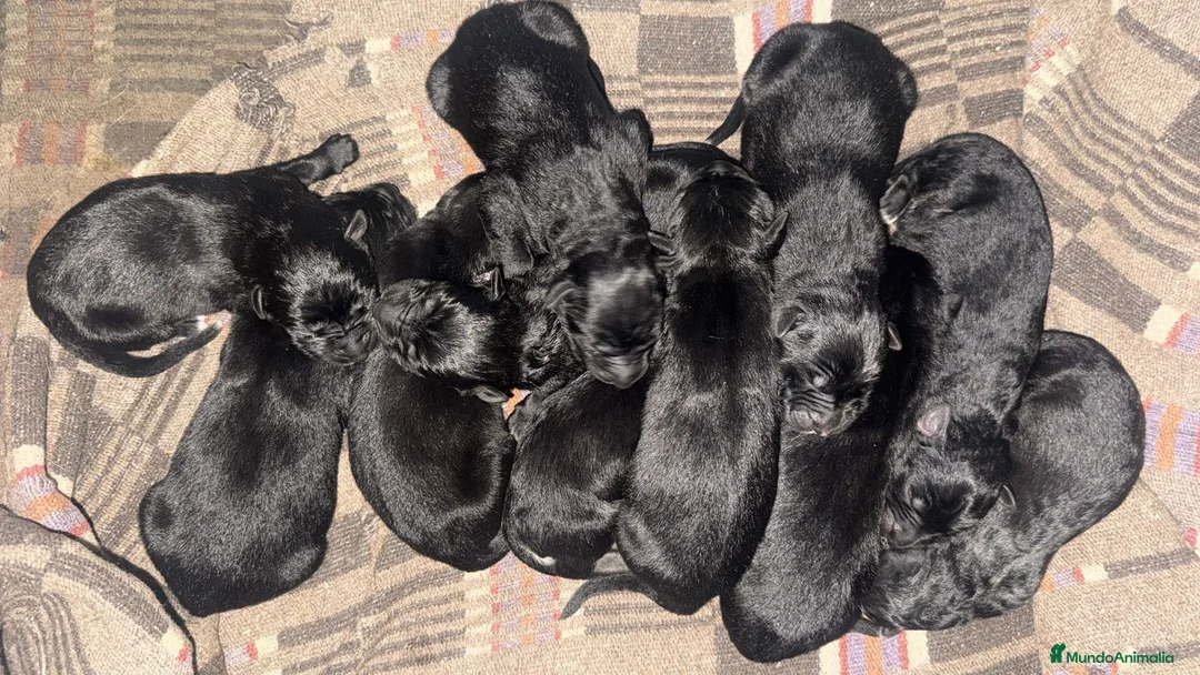 Pastor Belga Malinois perros en venta: Pastor belga  - Anuncio 1