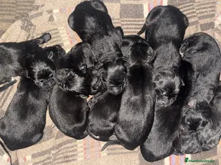 Pastor Belga Malinois perros Pastor belga - Anuncio 1