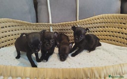 Chihuahua perros en venta: Chihuahua mini cabeza manzana - Imagen 8