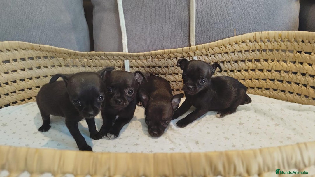 Chihuahua perros en venta: Chihuahua mini cabeza manzana - Imagen 8