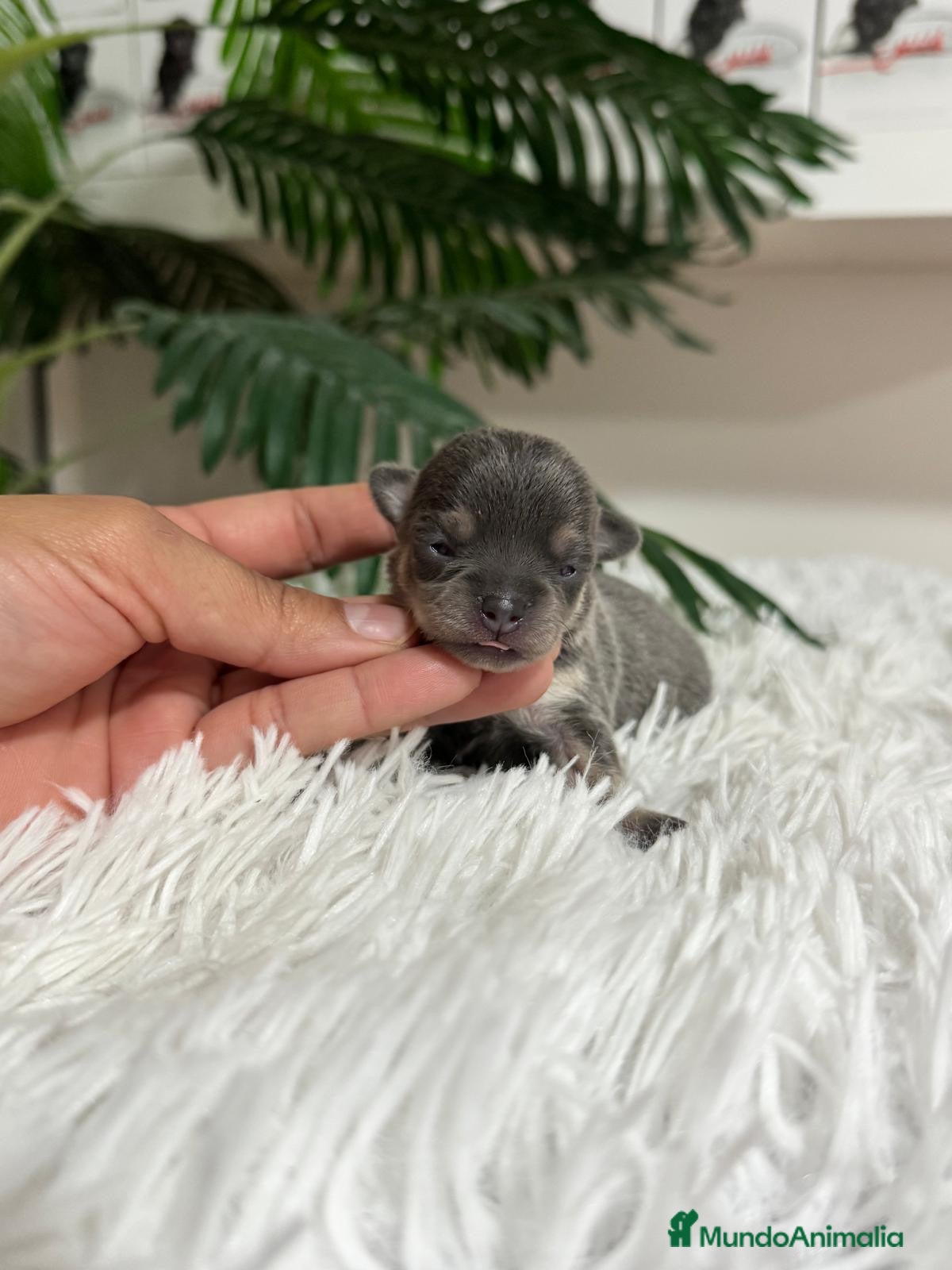 Chihuahua perros CHIHUAHUA BLUE  - Anuncio 1