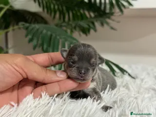 Chihuahua perros CHIHUAHUA BLUE - Anuncio 1