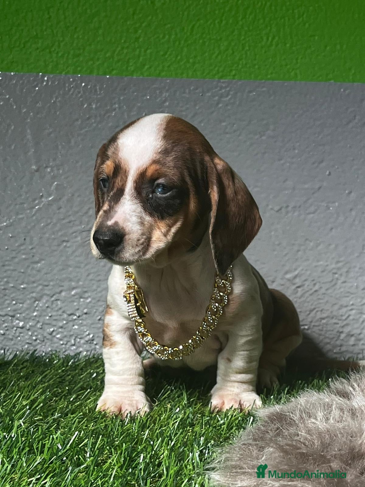 Teckel perros TECKEL MINIATURA //// en Badajoz - Anuncio 24