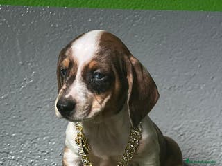 Teckel perros TECKEL MINIATURA //// en Badajoz - Anuncio 27