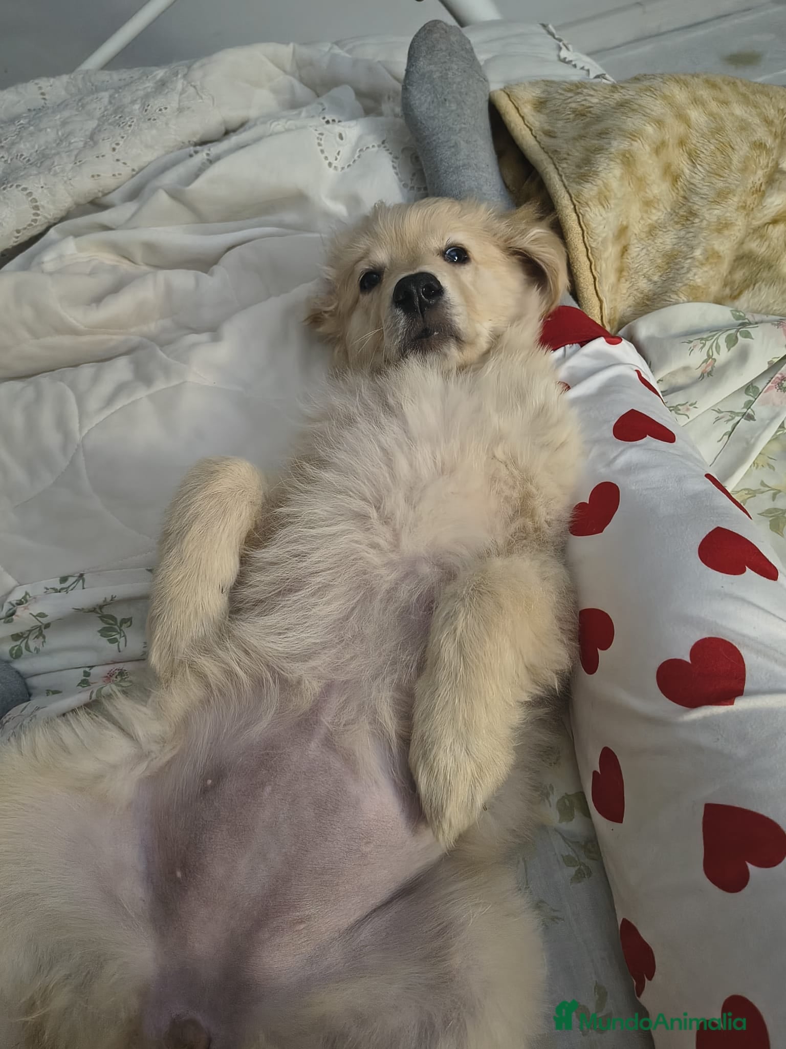Golden Retriever perros GOLDEN RETRIEVER 🌟 - Anuncio 1