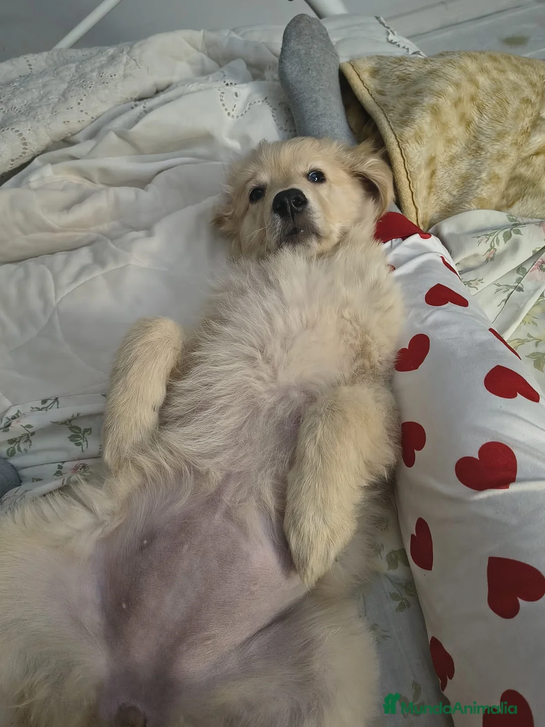 Golden Retriever perros en venta: GOLDEN RETRIEVER 🌟 en Cáceres - Anuncio 1