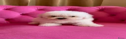 Bichón Frisé perros en venta: Cachorros de Bichón Frisé disponibles - Anuncio 4
