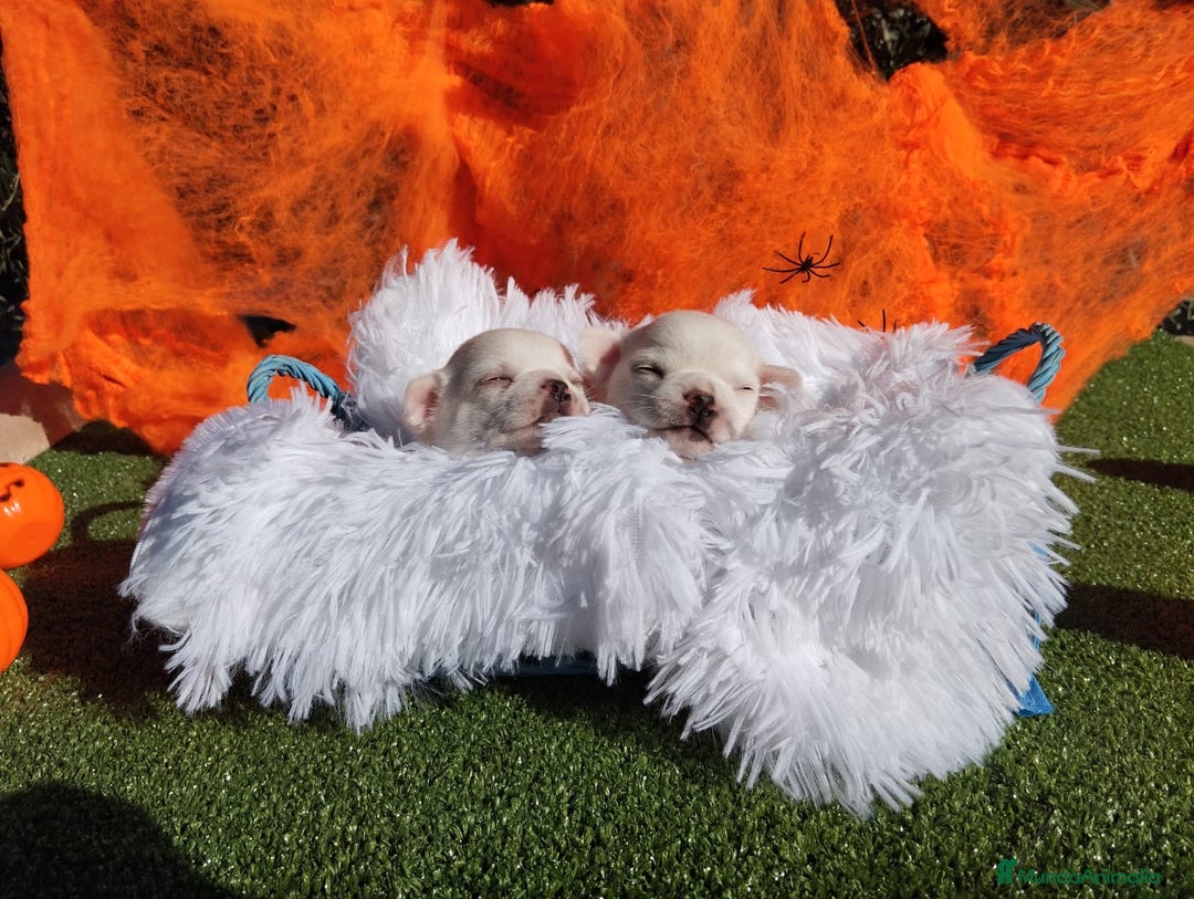 Chihuahua perros en venta: CHIHUAHUAS TOYS CABEZA MANZANA - Imagen 3