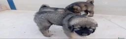 Pastor del Cáucaso perros en venta: Pastor del Cáucaso  - Anuncio 2