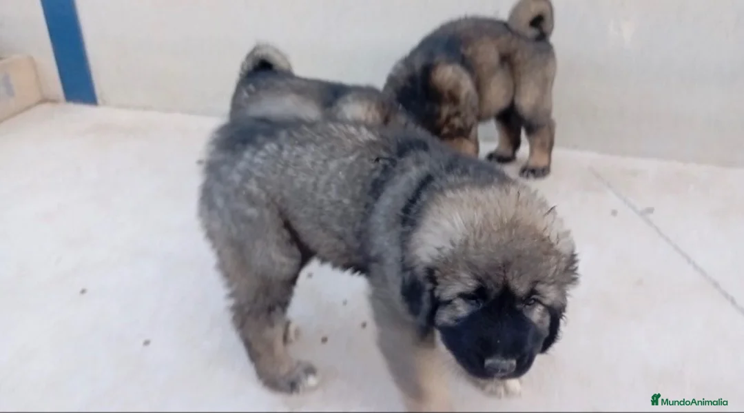 Pastor del Cáucaso perros en venta: Pastor del Cáucaso  - Anuncio 2