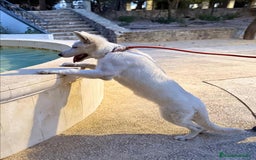 Pastor Blanco Suizo perros en venta: Cachorra Pastor Blanco Suizo  - Imagen 2