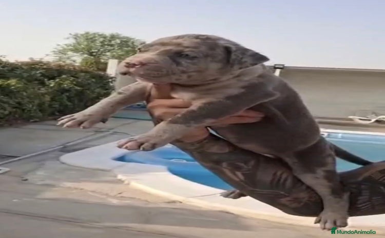 American Pit Bull Terrier perros - Anuncio 1