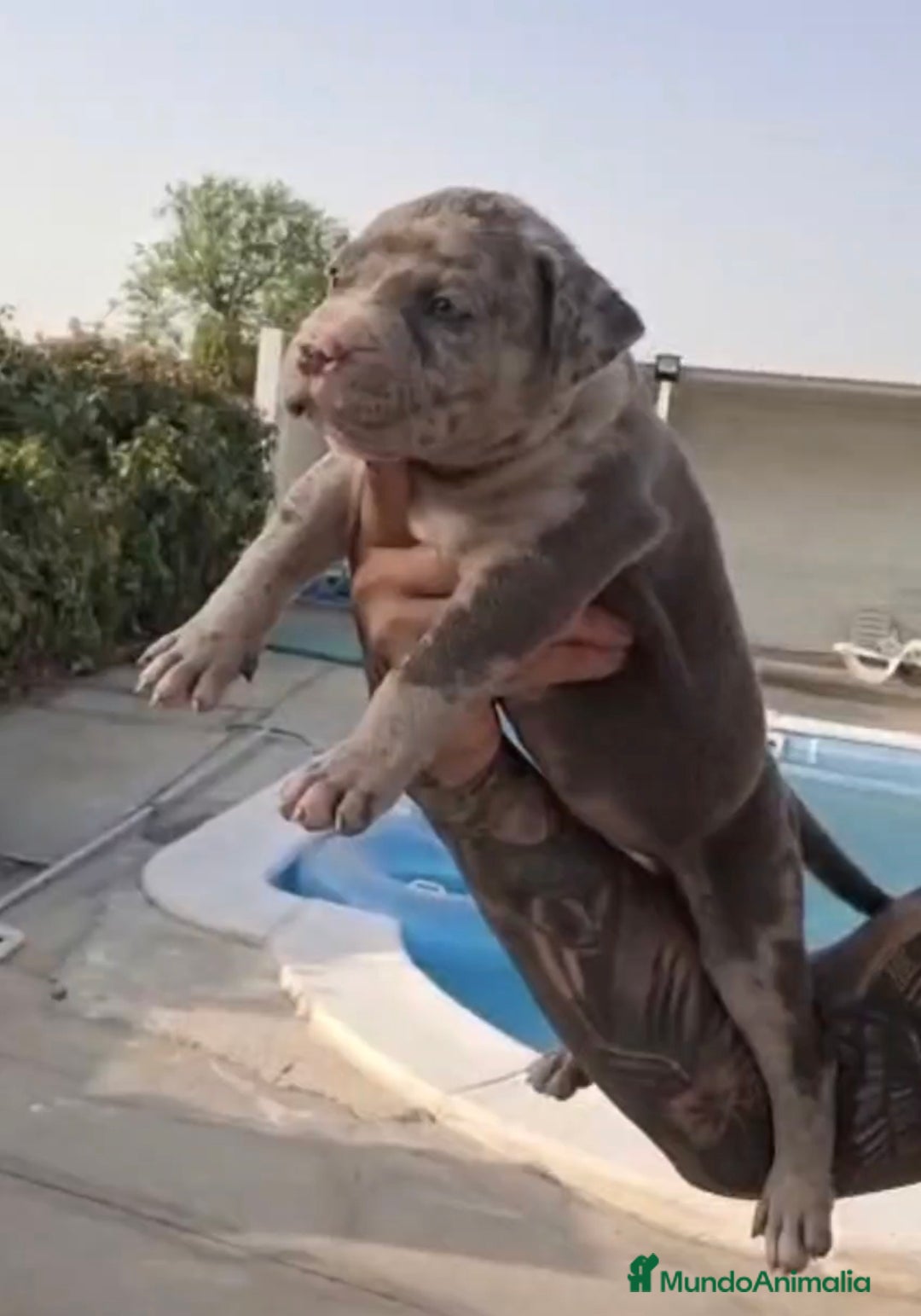 American Pit Bull Terrier perros en venta: PIT BULL TERRIER MERLE ojos azules  - Imagen 1