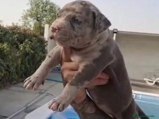 American Pit Bull Terrier perros - Anuncio 12