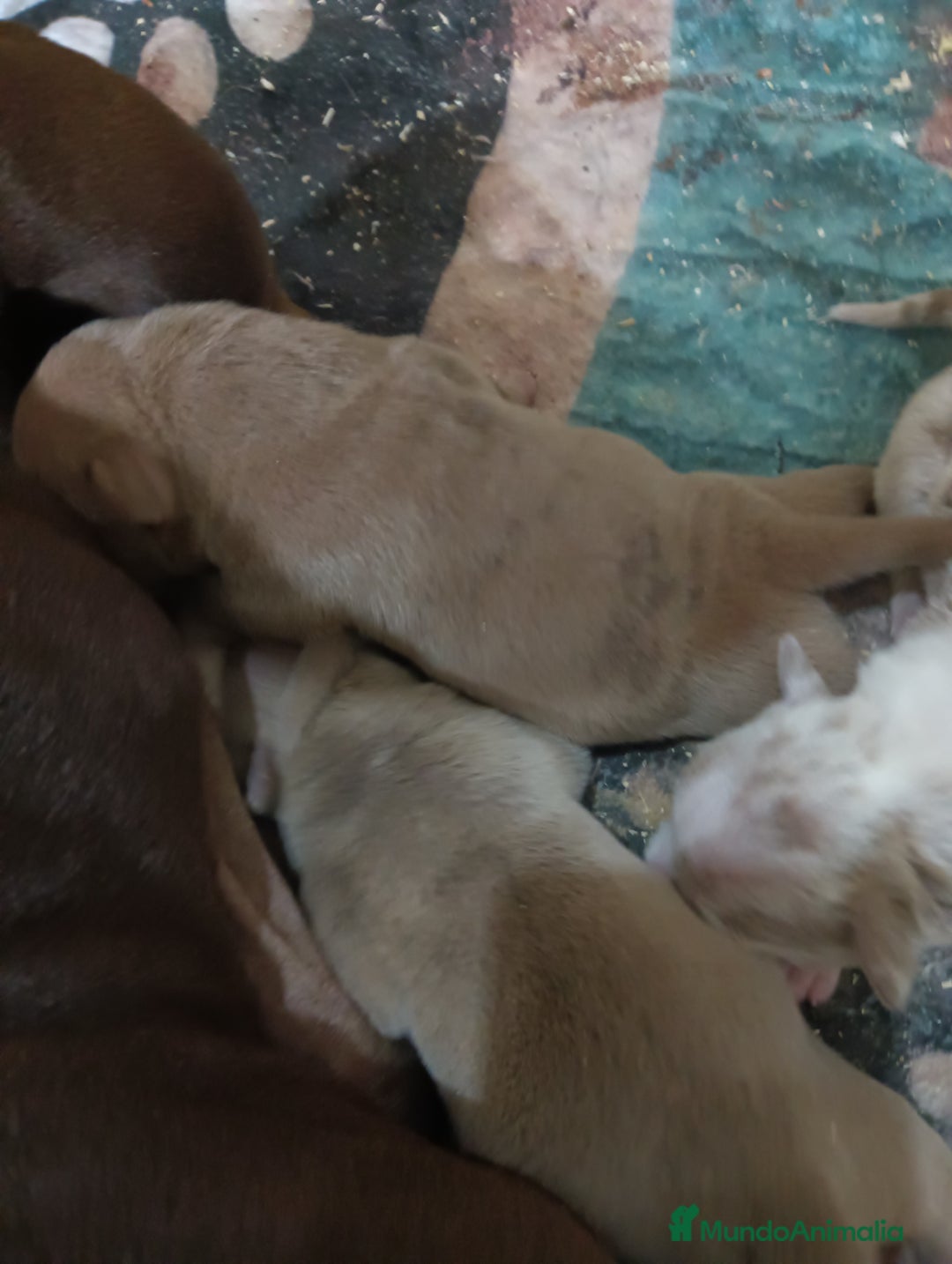 American Bully perros en venta: América bully micro exótico  - Anuncio 8