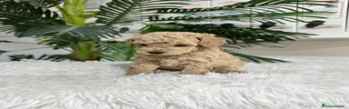 Caniche Enano 3