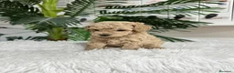 Caniche Enano perros en venta: CANICHE ENANO - Anuncio 25