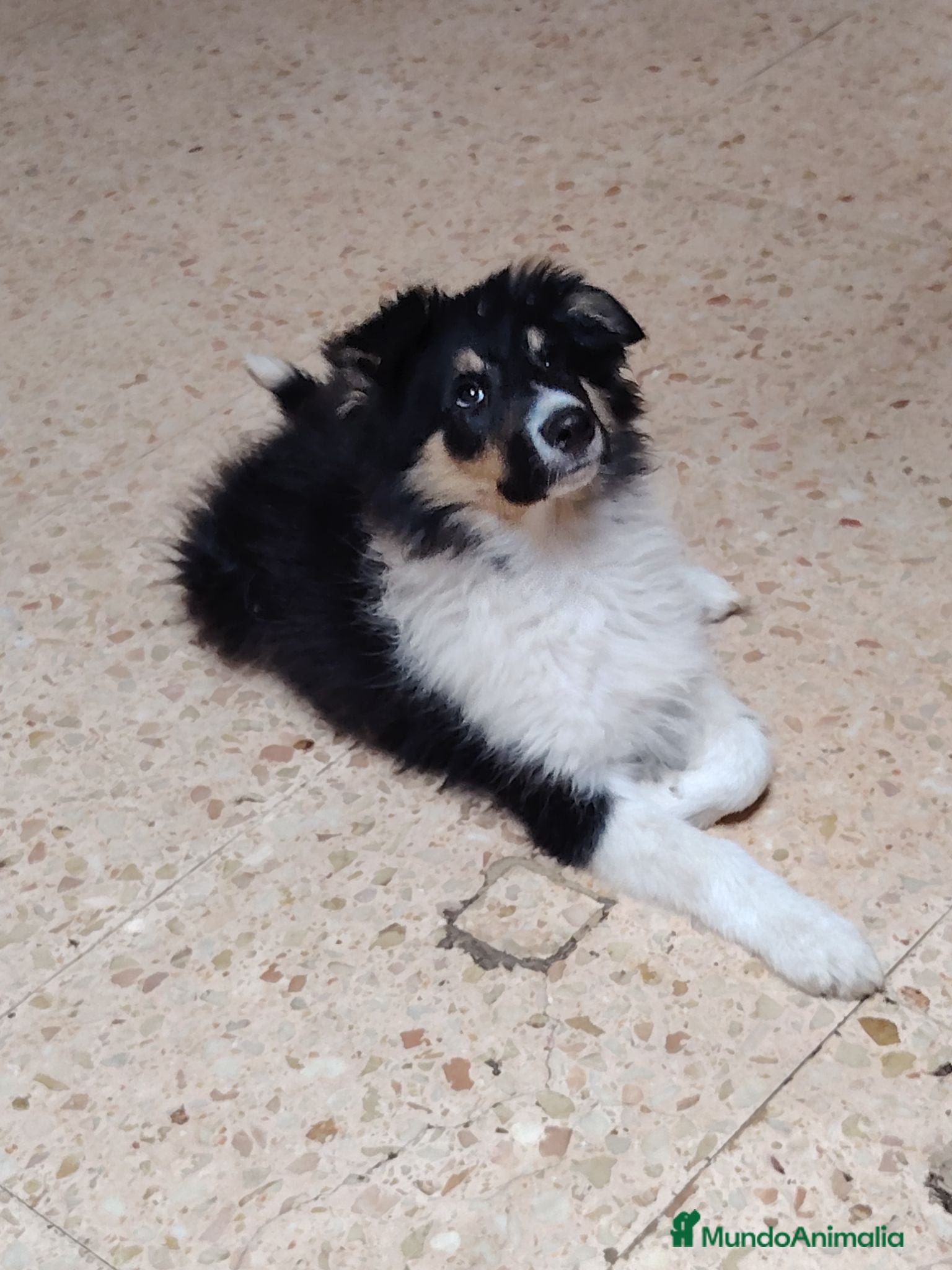 Collie de Pelo Largo perros Cachorros rough collie tricolor /collie pelo largo - Anuncio 32