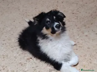 Collie de Pelo Largo perros Cachorros rough collie tricolor /collie pelo largo - Anuncio 1