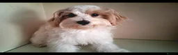 Maltipoo perros en venta: Matipoo Macho - Anuncio 5