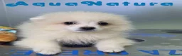 Pomerania perros en venta: Pomerania Macho de Grana y Pompom 8173 AQUANATURA - Anuncio 7