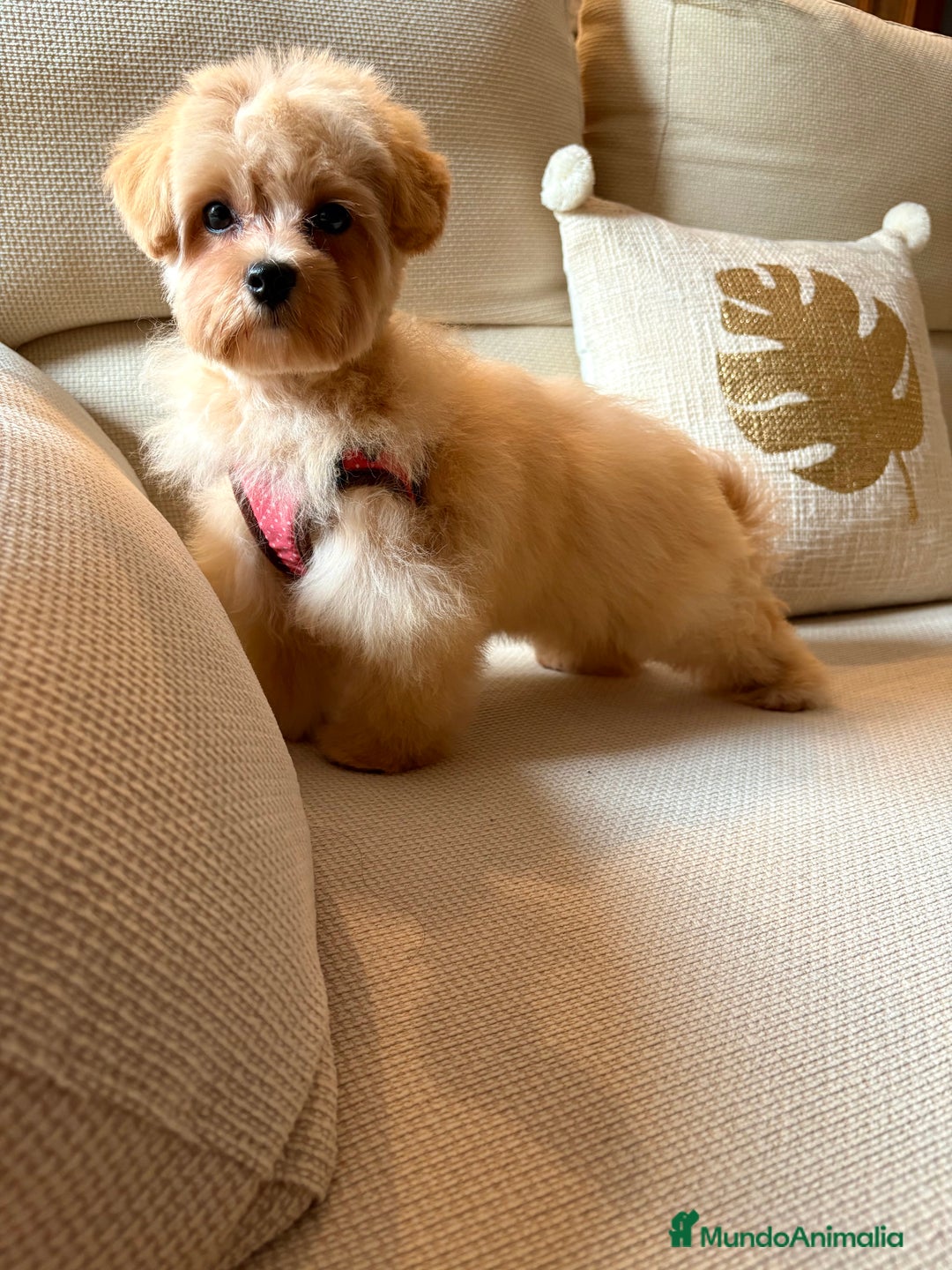 Maltipoo perros en venta: Maltipoo Toy (Tamaño Garantizado) - Imagen 4