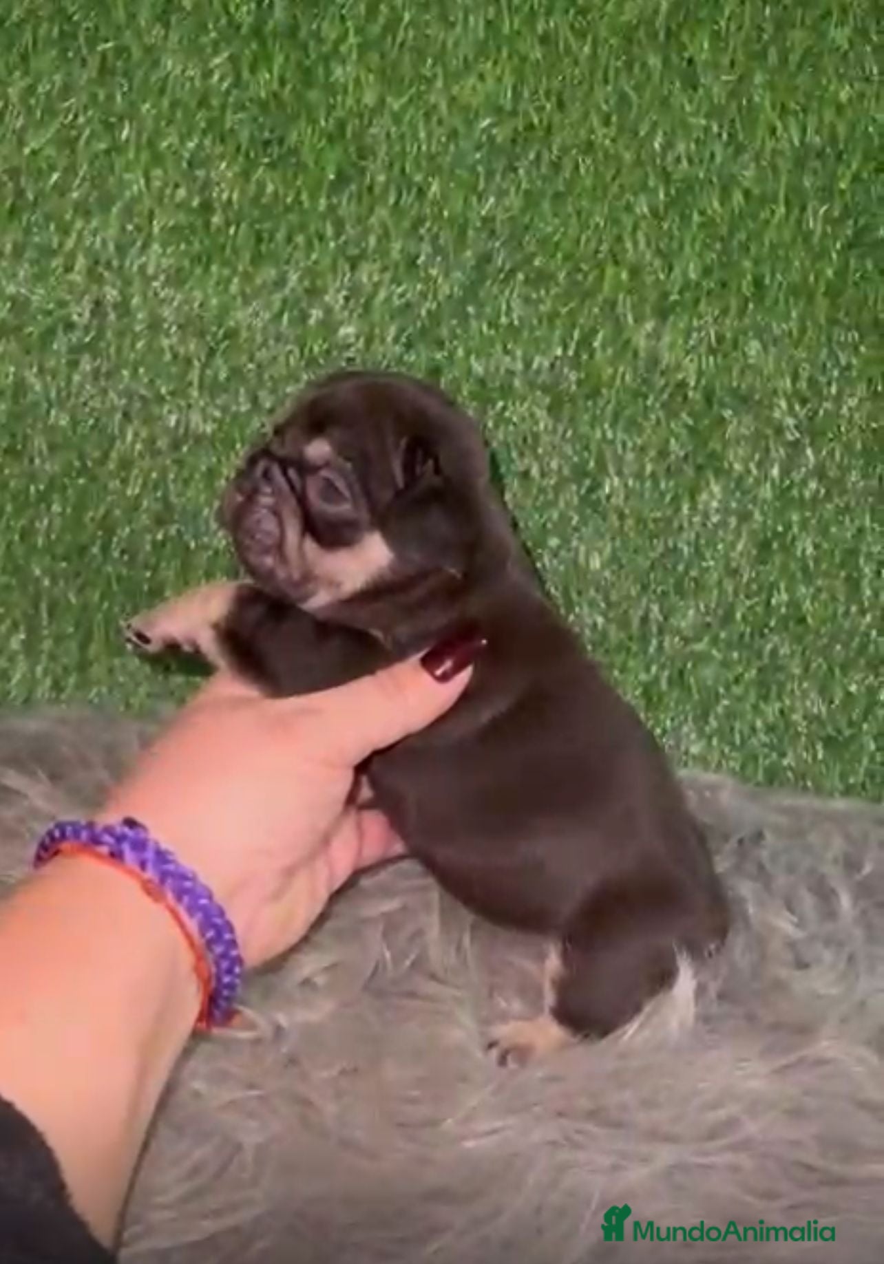 Bulldog Francés perros BULLDOG EXÓTICO CHOCOLATE TAN - Anuncio 2