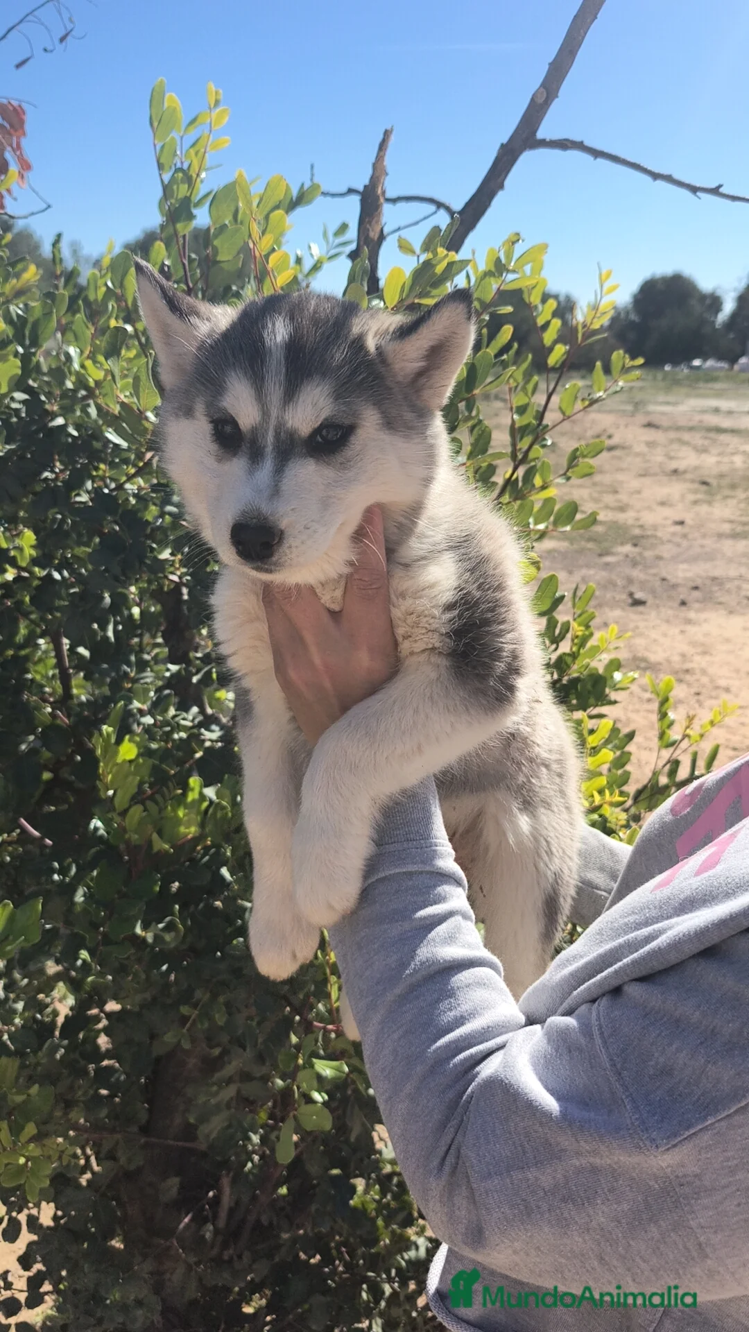 Husky Siberiano perros en venta: Husky SIBERIANO  - Anuncio 6