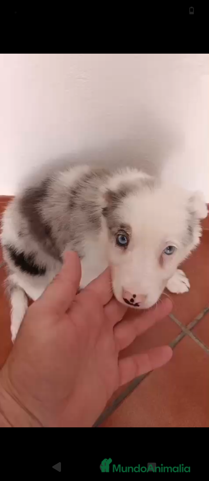 Border Collie perros Bordér collie merle  - Anuncio 2
